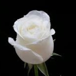 Profile photo of 41172350
